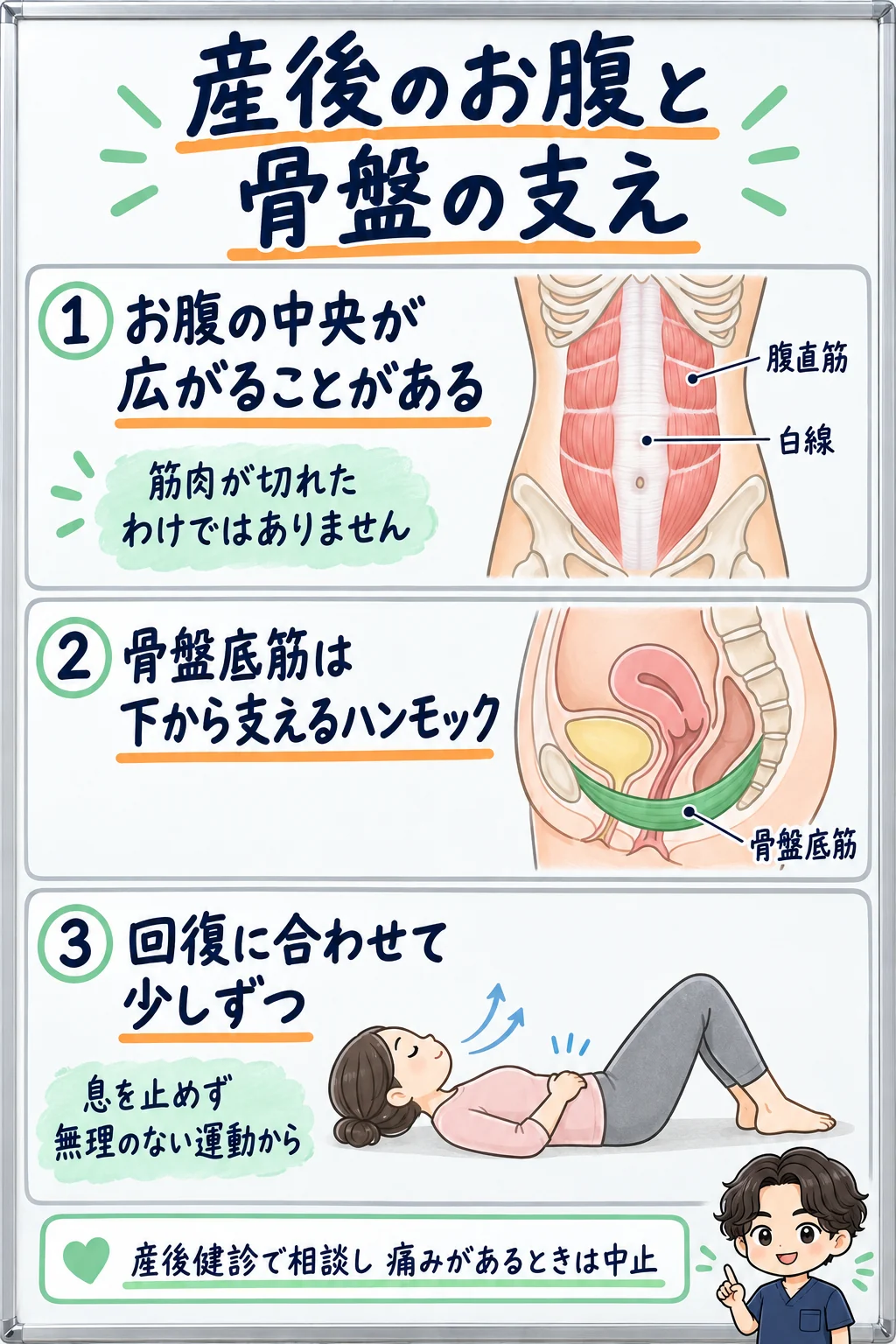 産後の腹直筋と白線の変化、骨盤底筋の支え、回復に合わせた運動を示す図解
